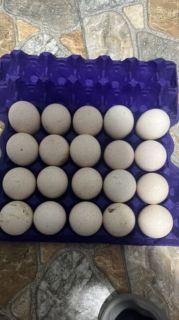 Turşular: Məhsul: Hinduşka yumurtası Salam . Amerkan bronz hinduşqalarının — 1