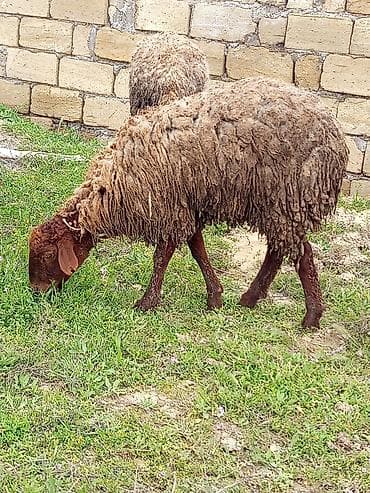 kreditle heyvan satisi: Heyvanlar təcili satılır vatsap AKTİVDİ — 5