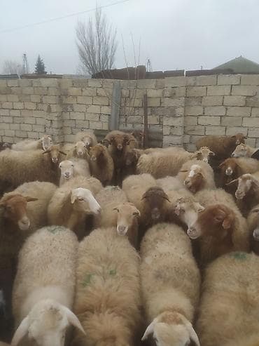 Птицы: Бараны, овцы — 1