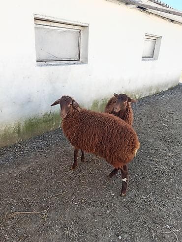 sort qoyunlar: Dişi, Qala, il: 1, 50 kq, Damazlıq, Ünvandan götürmə — 4