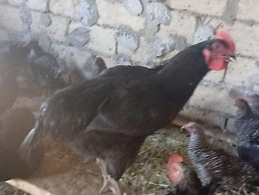 toyuq cinsleri: Məhsul: Yerli qarışıq cins toyuq və xoruzlar4 aylikdirlar Təsvir: - — 10