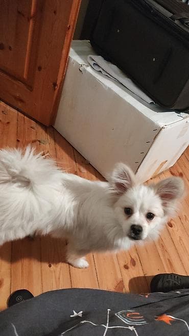 it ucun kemer: Şpitz, Peyvəndli — 1