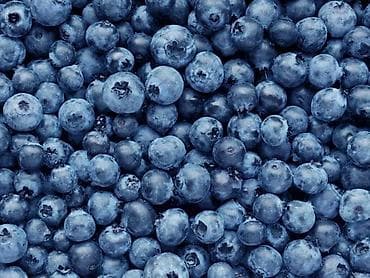 Məhsul: Mavi meyvə (blueberry) tingləri və meyvəsi - Növ: Bağ və