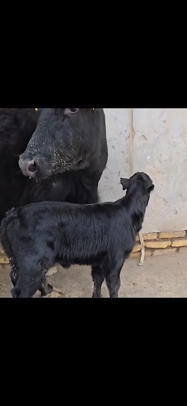 ucuz pisikler: Qara rəngli inək buzovla birlikdə - Ana inək – qara rəng, buynuzlu — 8
