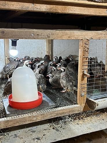 tutulma qus: YAZ ENDİRİMİ 8 aylıq yumurtlar tam sağlam kəkliklər təcili satılır — 7