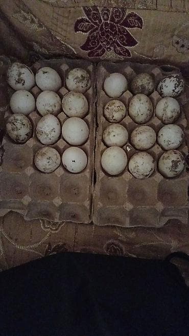 gozel pisik sekilleri: Erkək, Damazlıq, Ödənişli çatdırılma — 3