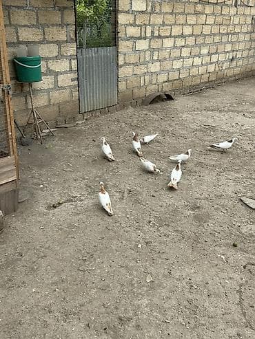 Göyərçinlər: Salam Alokum bu sekilde gorduyunuz kusdarin balalari satlir pecat — 2