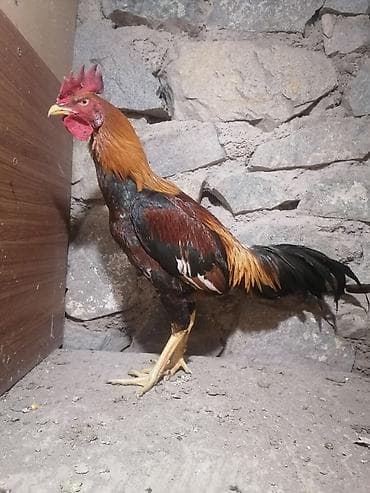 brama xoruzu satisi: Məhsul: Qara-qırmızı rəng palitrasında gözoxşayan xoruz Təsvir: - — 2