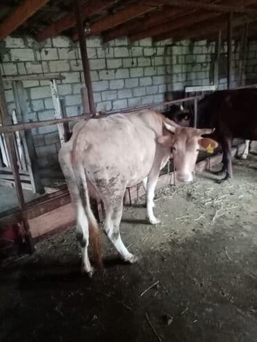 cins inekler: Qoyun sürüsü – müxtəlif rəng və yaşlarda - Şəkillərdə təsvir olunan — 9