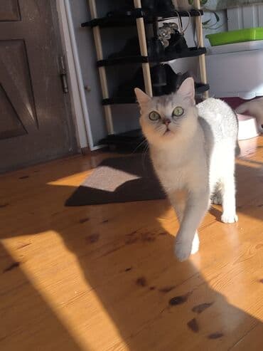 3D панели: Британская — 1