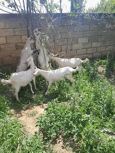 seana kecileri: Satılır – 3.5 ayliq 5 eded Alpin Saanen melez oqlaqlar. 2 erkek+3 — 3