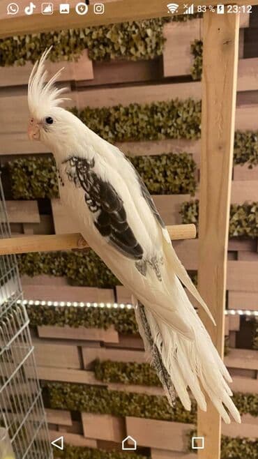 попугай ара цена: Yanaqsız karellalar cüt 250 - 370 azn — 5