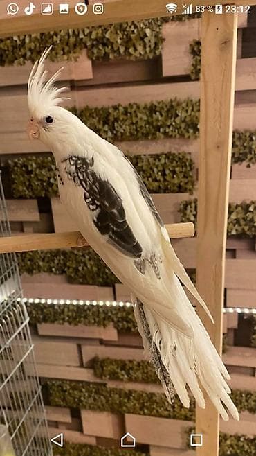 Yanaqsiz karellalar və yaponi̇clər satişdadi
yaponiclər cüt 80 azn