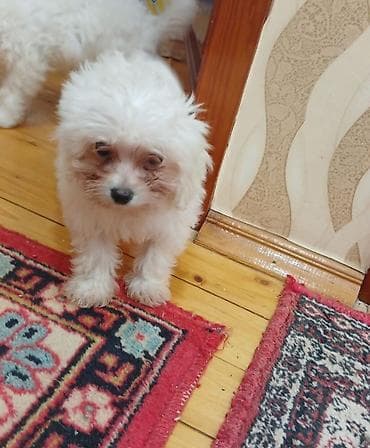 Maltipoo balaları – ağ, tüklü və hipoalerjenik - Cins: Maltipoo lalafo.az -da Maltipoo balaları – ağ, tüklü və hipoalerjenik - Cins: Maltipoo