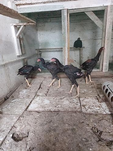 kənd cuceleri: Toyuq cücələri, Damazlıq — 8