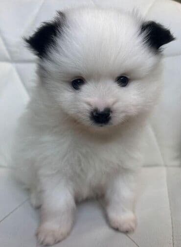 Xaltalar, qayışlar və tasmalar: Məhsul: Pomeranian (Şpic) balaları Təsvir: - Minyatür ölçülü, yumşaq — 1