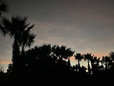 ucuz taxtalar: Palma ağacları – dekorativ landşaft üçün (Təcili 50 faiz aşağı — 6