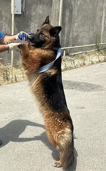 it sekilleri afcarka: Alman çoban iti, 3 il, Dişi — 2