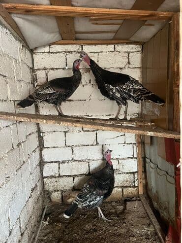 Amerkan broz tam saglam 1 yaslari var ( 2 xoruz 2 fere ) lalafo.az -da Amerkan broz tam saglam 1 yaslari var ( 2 xoruz 2 fere )