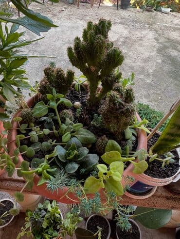 ev qizdiricilari: Xalça — 66