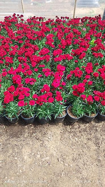 xrustal guldanlar: Qırmızı və krem rəngli qərənfil (Dianthus) saksı bitkiləri - Rənglər — 1
