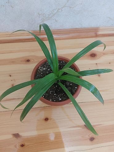 nokia yarpaq: Qapalı güllər – 2 növ dekorativ bitki birgə 1) Aspidistra (Cast Iron — 6