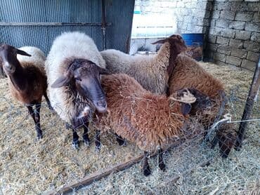 электрическая машинка для стрижки овец: Qoyun sürüsü – ət və yun istiqamətli - Növ: yerli qarışıq cinslər — 4