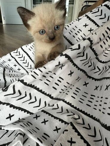 siyam pişik: Siam, Dişi, Erkək, Yaxşı əllərə, Ödənişli çatdırılma, Ünvandan götürmə — 5