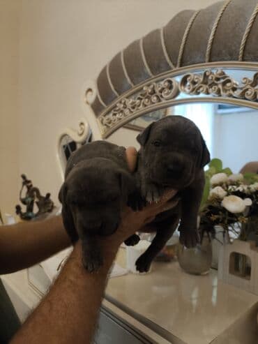 it adları qız: Kane-Korso, 1 ay, Dişi — 3