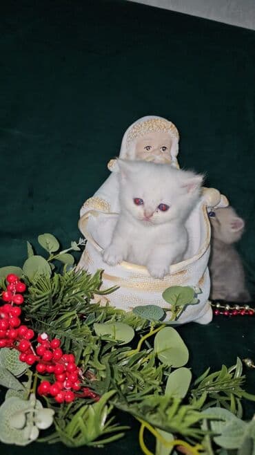 pişiklər üçün: Britan, Yaxşı əllərə — 2