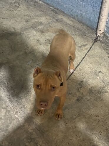 itləe: Pitbul, 6 ay, Erkek, Peyvəndli — 1