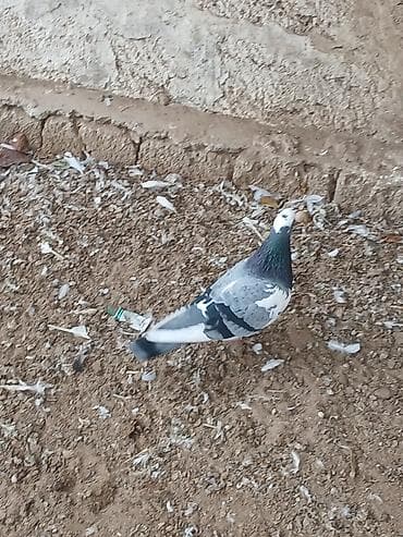 Кошки: Qiymət hamısına aitdir tək təkdə satılır qiymətdə razılaşmaq olar — 3