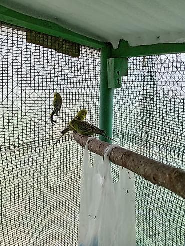 qus adlari: Qiymət rAzılaşma ilə . əlaqə 0507603023 — 5