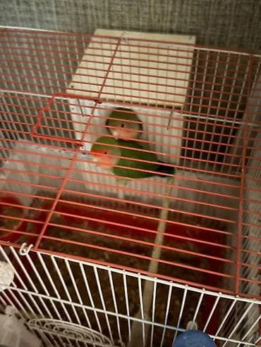 dana satişi: Hazir Biznes satilir tecili Nymphıl (kakadular) və sevda tutquşları – — 5