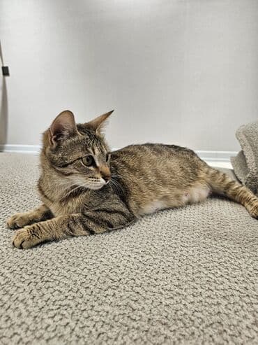 купить собаку в баку: Самка, В добрые руки, Бесплатная доставка, Самовывоз — 1