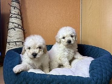 qala cinsi: Pudel, Erkek — 6