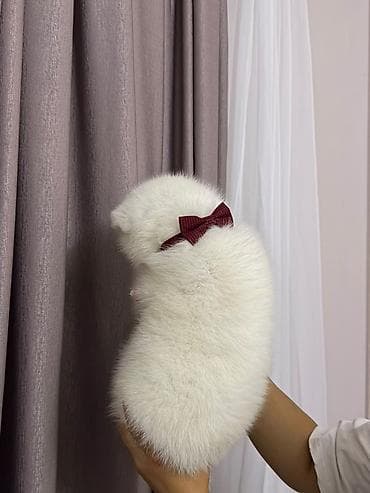 Akita-inu
