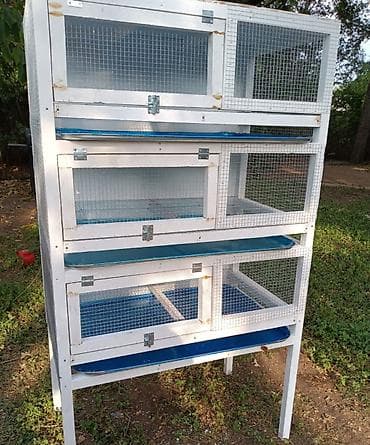 sultan quşu: Bildirçin saxlamaq istəyənlər üçün əla fürsət! Səliqəli və dözümlü — 5