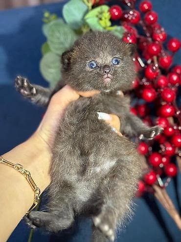 qara avstralorp: Britan, Erkək, Dişi, Yaxşı əllərə, Ünvandan götürmə, Pulsuz çatdırılma, Ödənişli çatdırılma — 3