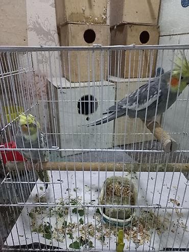 soltan quşu: Hazir cutdi 2 defe bala alinib qefessiz 80 manat qefes yuva hamsi — 1