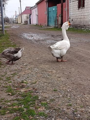 qaz balası satışı: Erkək, | Xolmogor, Damazlıq, Ödənişli çatdırılma — 2