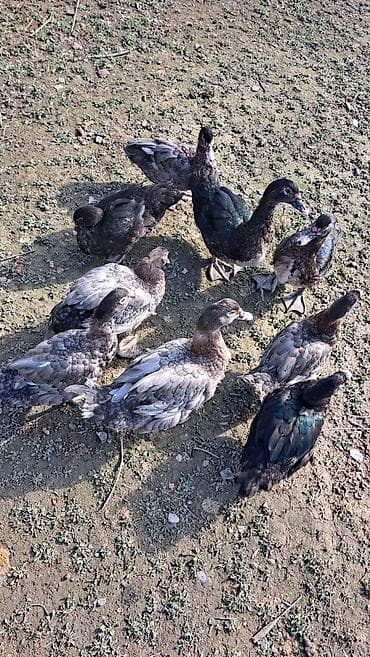 qaz ve ordek satisi: Erkək, | Macar, Damazlıq, Pulsuz çatdırılma — 2