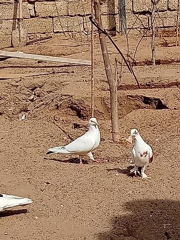 qefes satisi: Kəvən baladi satılır real alıcılar əlaqə saxlasin — 4