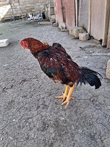 qafqaz coban iti balasi: 9 ayina keçib real alicilar narahat etsin xaiw olunur isteyen tayini — 7
