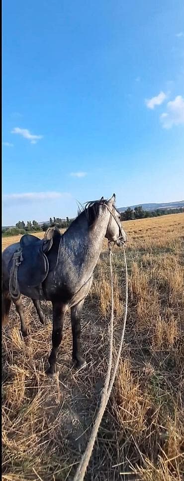 at bazar: Satılır 7 yaşa keçib Erkək di sakit at di Yörqasi da var super at di — 3