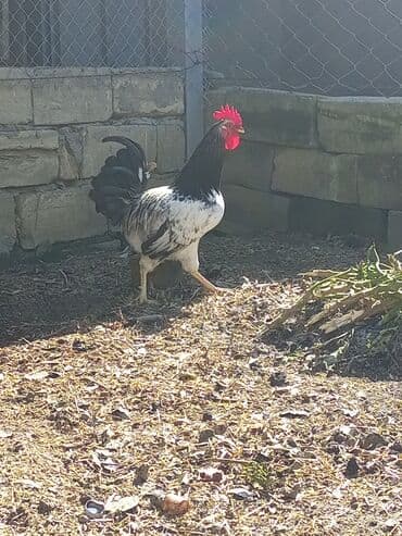 dana qiyməti xacmaz: Tam sağlam kənd heyvanlari xoruzlar 15 də var 20 ye də hinduşkalar — 2