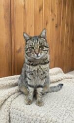 Gəmiricilər: Erkək, Yaxşı əllərə — 2