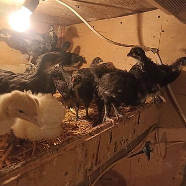 Toyuq cücələri, Ətlik — 2