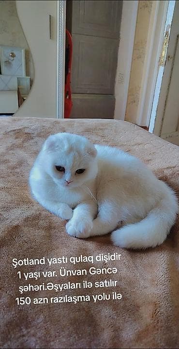 pişik gence: Şotland yastı qulaq, Dişi — 1