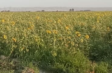 каталог обоев в баку: Geniş bir sahədə cərgə-cərgə əkilmiş, tam inkişaf etmiş günəbaxan — 2